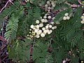 Acacia schinoides Kebun Raya Nasional Australia