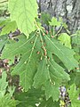 Maple bladder galls on leaf