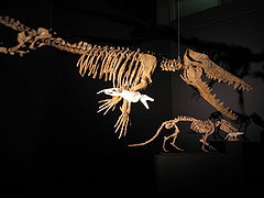 Esqueleto de un Pakicetus montado junto al de un Ambulocetus.