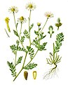 Anthemis cotula L.