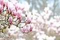 Magnolienhain in Aschaffenburg im Frühjahr 2020