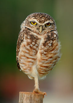 #4: A Burrowing Owl near Goiânia, Goiás, Brazil. It is standing on one leg. – Attribution: Wagner Machado Carlos Lemes (Flickr); edited version by King of Hearts (License: CC BY 2.0)