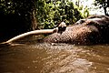 Bathing elephant. Udawalawe National Park. Sri Lanka