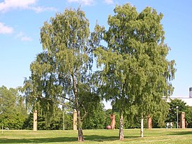 Betula Pendula