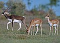 ʻAnekelopa Antilope cervicapra