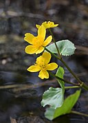 Caltha palustris kz12.jpg