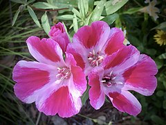 Clarkia amoena at Gamble Garden in Palo Alto, California