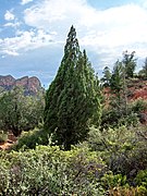 Cupressus glabra Sedona2.jpg