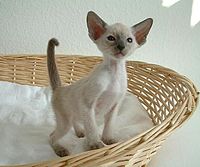 Blue point Siamese kitten