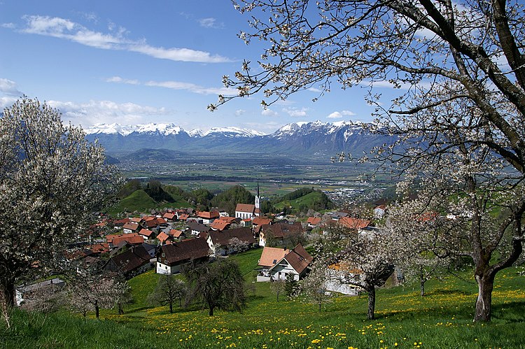 Цветущая черешня (Prunus avium) в деревне Фраксерн (Форарльберг, Австрия)