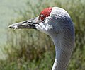 Sandhill Crane