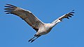 * Nomination Sandhill crane (Grus canadensis) in flight at the Llano Seco Unit of the Sacramento National Wildlife Refuge in California --Frank Schulenburg 20:40, 25 January 2022 (UTC) * Promotion  Support Good quality. --Ermell 21:23, 25 January 2022 (UTC)