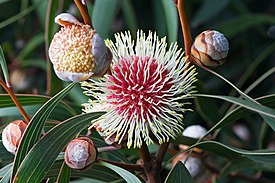 Цветы Hakea laurina на разных этапах зрелости.