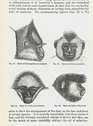 Illustration showing the heads of four primates Wellcome L0051109.jpg