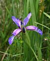 Gras-Schwertlilie (Iris graminea)