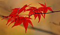 Japanese Maple in Hagenbeck Tierpark