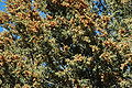 Foliage and pollen cones, Santa Fe, New Mexico