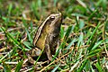 Kalophrynus interlineatus, Striped sticky frog - Phu Kradueng National Park