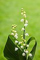 Bloemen van een lelietje-van-dalen of meiklokje (Convallaria majalis).