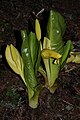 Lysichiton americanus