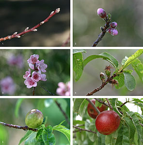 A sequência de desenvolvimento de uma drupa típica, a nectarina (Prunus persica) durante um período de 7,5 meses, desde a formação dos botões no início do inverno até o amadurecimento dos frutos no meio do verão.