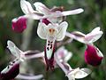 Anacamptis morio subsp. longicornu Spain - Mallorca