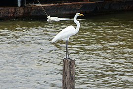 Orla de Santarém - Pará (Brasil).JPG