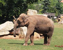 Údolí slonů v Zoo Praha