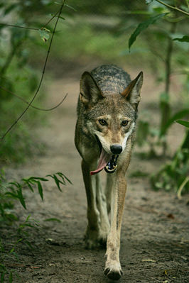 Ruad Wulew (Canis rufus) CR - critically endangered (uun grat gefoor)