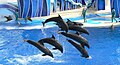 Performing dolphins at Orlando SeaWorld.