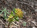 Sedum lanceolatum