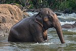 Thumbnail for File:Sitting Asian elephant (Elephas maximus) bathing in Tad Lo river, Laos.jpg