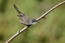 Toutinegra-dos-valados, macho, Sardinian Warbler, male (53512378771).jpg