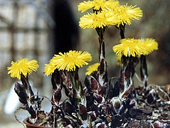 Stengler med blad og blomster