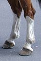 Tapering white leg markings extending up the anterior of the hindleg