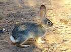 Sylvilagus audubonii Desert cottontail