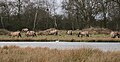 Konik horses.