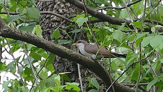 Yellow-billed Cuckoo (8752296030).jpg