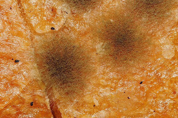 A Focus stacking images of mold