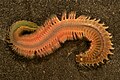 Common clam worm