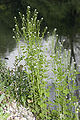 Flowering plant