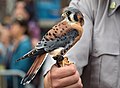 Image 7A rescued American kestrel that couldn't be released so is now serving as an "ambassador" bird