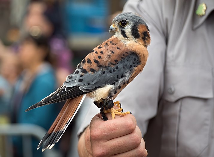 Rescued American kestrel