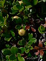 Arctostaphylos uva-ursi