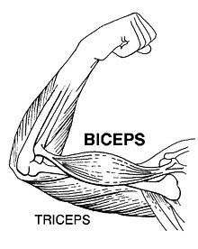 Dibujo de los músculos del brazo humanos