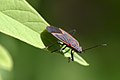 Maple bug