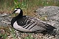 * Nomination Barnacle Goose in Korkeasaari Zoo, Helsinki, Finland --Linnea 19:24, 11 June 2012 (UTC) * Decline Too small, sorry. Please upload a hires version. Biopics 13:32, 12 June 2012 (UTC)