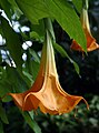 Brugmansia (detail)