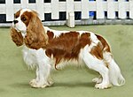 Thumbnail for Cavalier King Charles Spaniel