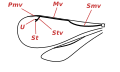 Front wing veins of Hymenoptera Chalcidoidea